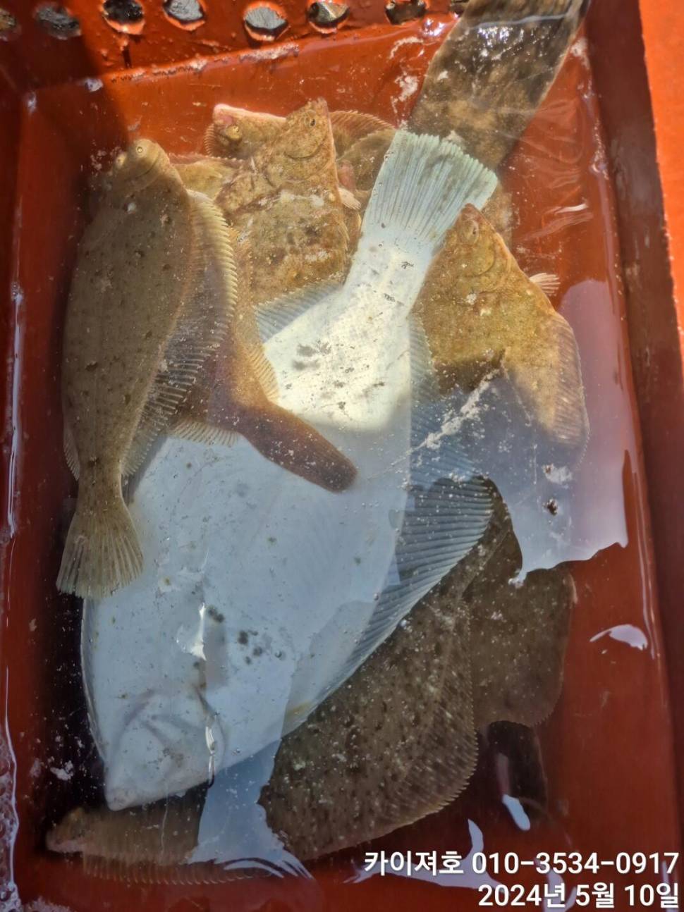 10일왕도다리참가자미 많이 잡았어요 (조황조행기 - 바다선상조황)