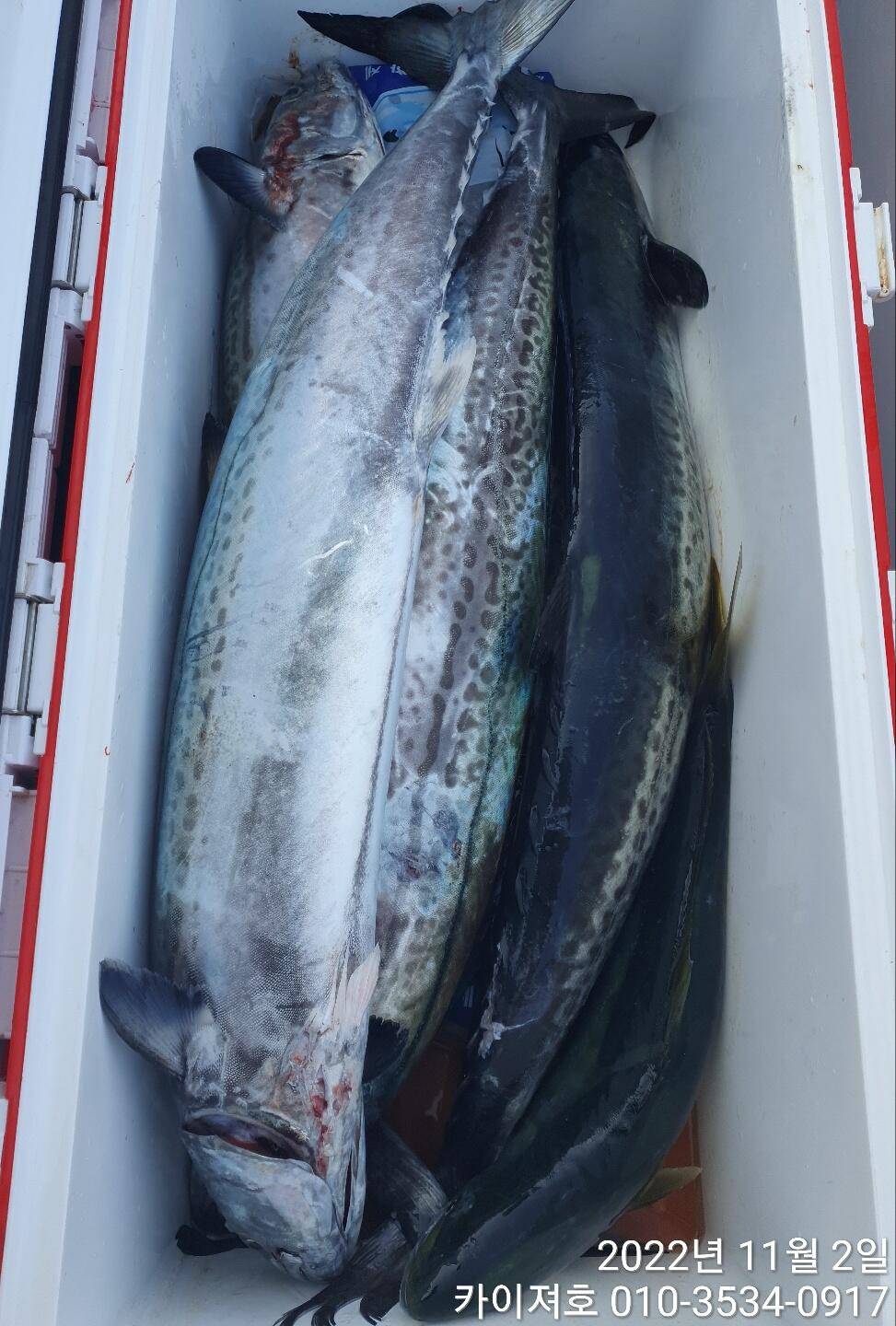 2일 대삼치 중삼치 방어 다 잡아 찐찐하게 (조황조행기 - 바다선상조황)