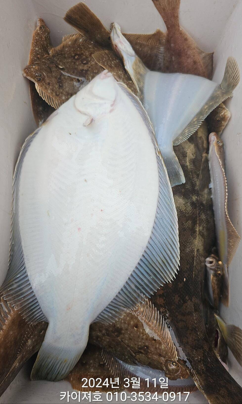11일이것이 바로 진정한 타작 수요일 여유자리 (조황조행기 - 바다선상조황)