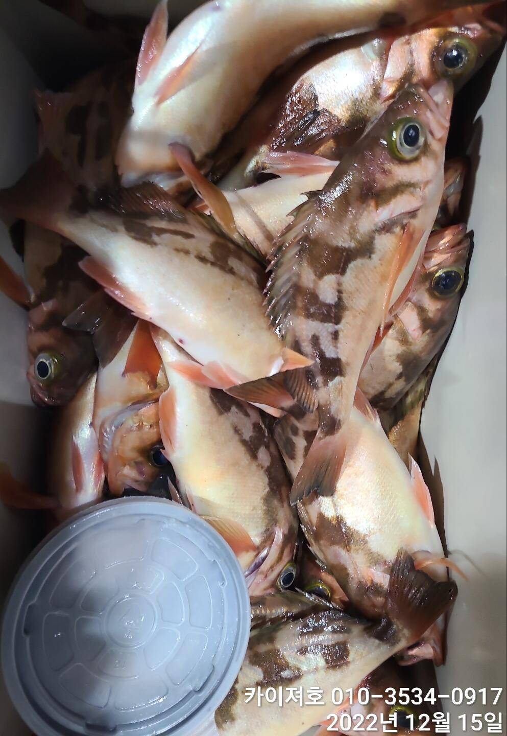 16일 12시 출항왕열기 줄줄이 타오르는 외줄만의 매력 (조황조행기 - 바다선상조황)