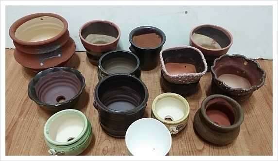 다육화분과 도자기 돼지인형 (중고장터 - 비낚시용품)