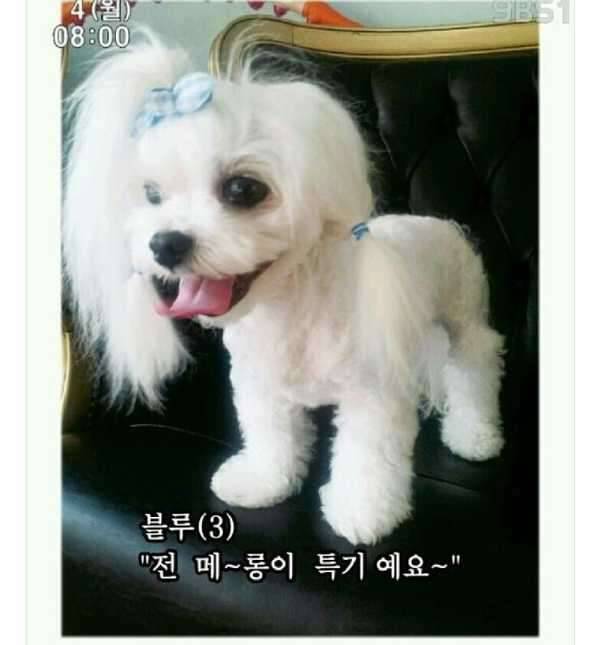 말티즈 분양해요 (중고장터 - 비낚시용품)
