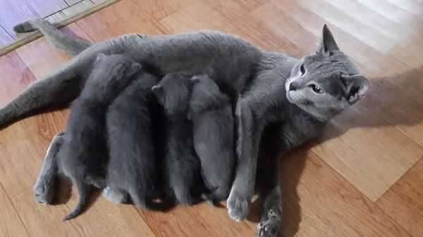 러시안블루 분양사진입니다 (중고장터 - 비낚시용품)
