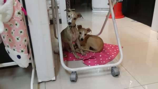 휘핏 강아지 분양합니다 (중고장터 - 비낚시용품)