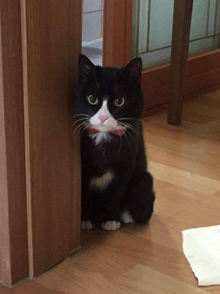 고양이 분양해주실분 있을까요 (중고장터 - 비낚시용품)