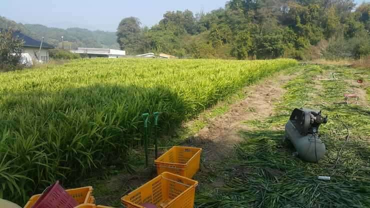 생강사세요 (중고장터 - 비낚시용품)