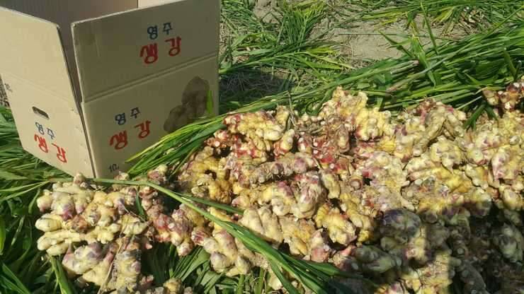 생강사세요 (중고장터 - 비낚시용품)