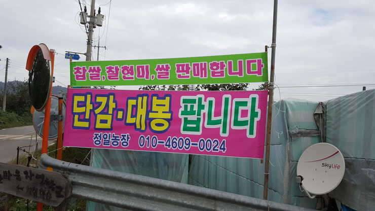 단감대봉찹쌀 (중고장터 - 비낚시용품)