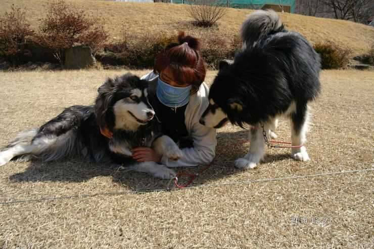말라뮤트 애견 (중고장터 - 비낚시용품)