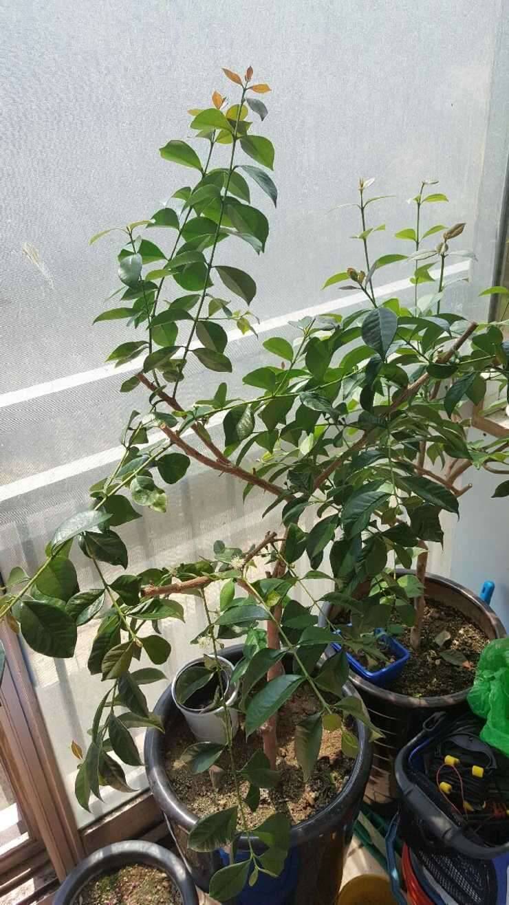 화분팝니다구아바나무 (중고장터 - 비낚시용품)