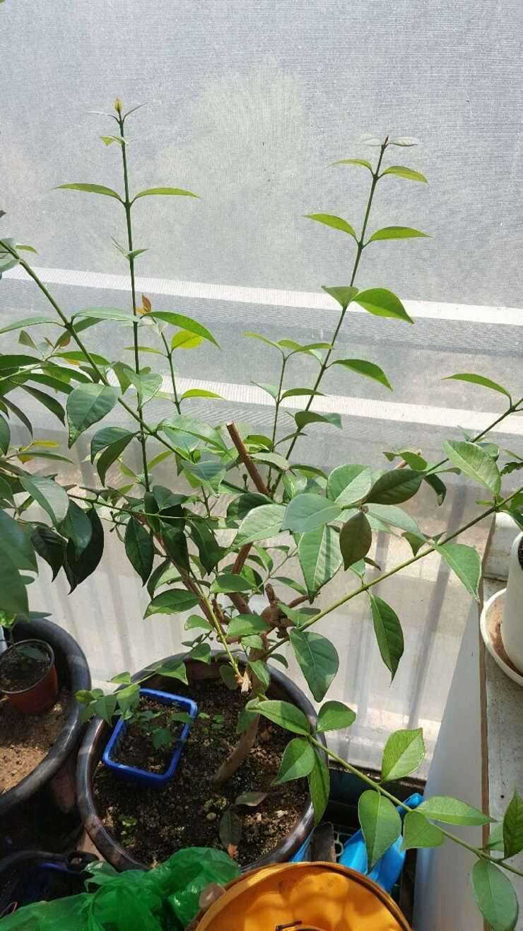 화분팝니다구아바나무 (중고장터 - 비낚시용품)