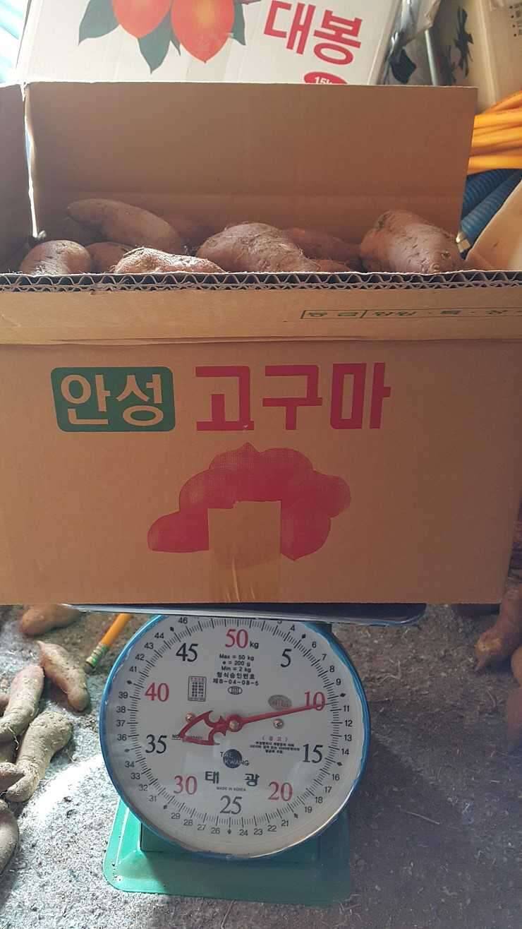 호박고구마 꿀밤고구마 팝니다 (중고장터 - 비낚시용품)