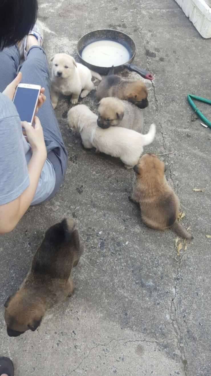 사냥개강아지분양 분양합니다 (중고장터 - 비낚시용품)