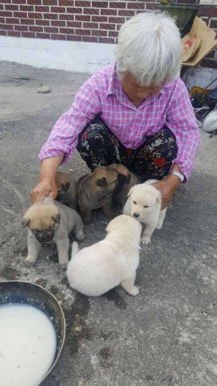 사냥개강아지분양 분양합니다 (중고장터 - 비낚시용품)
