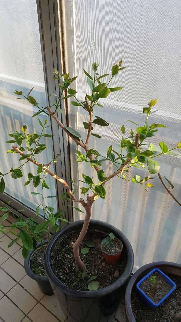 화분팝니다구아바망고나무 (중고장터 - 비낚시용품)