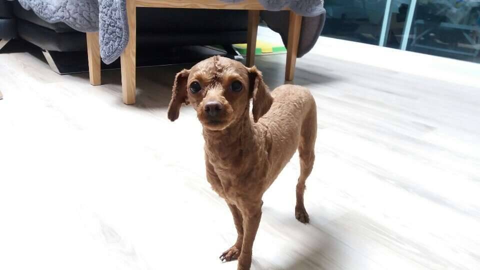 강아지 얌전하고 똑똑한 토이푸들 분양 (중고장터 - 비낚시용품)
