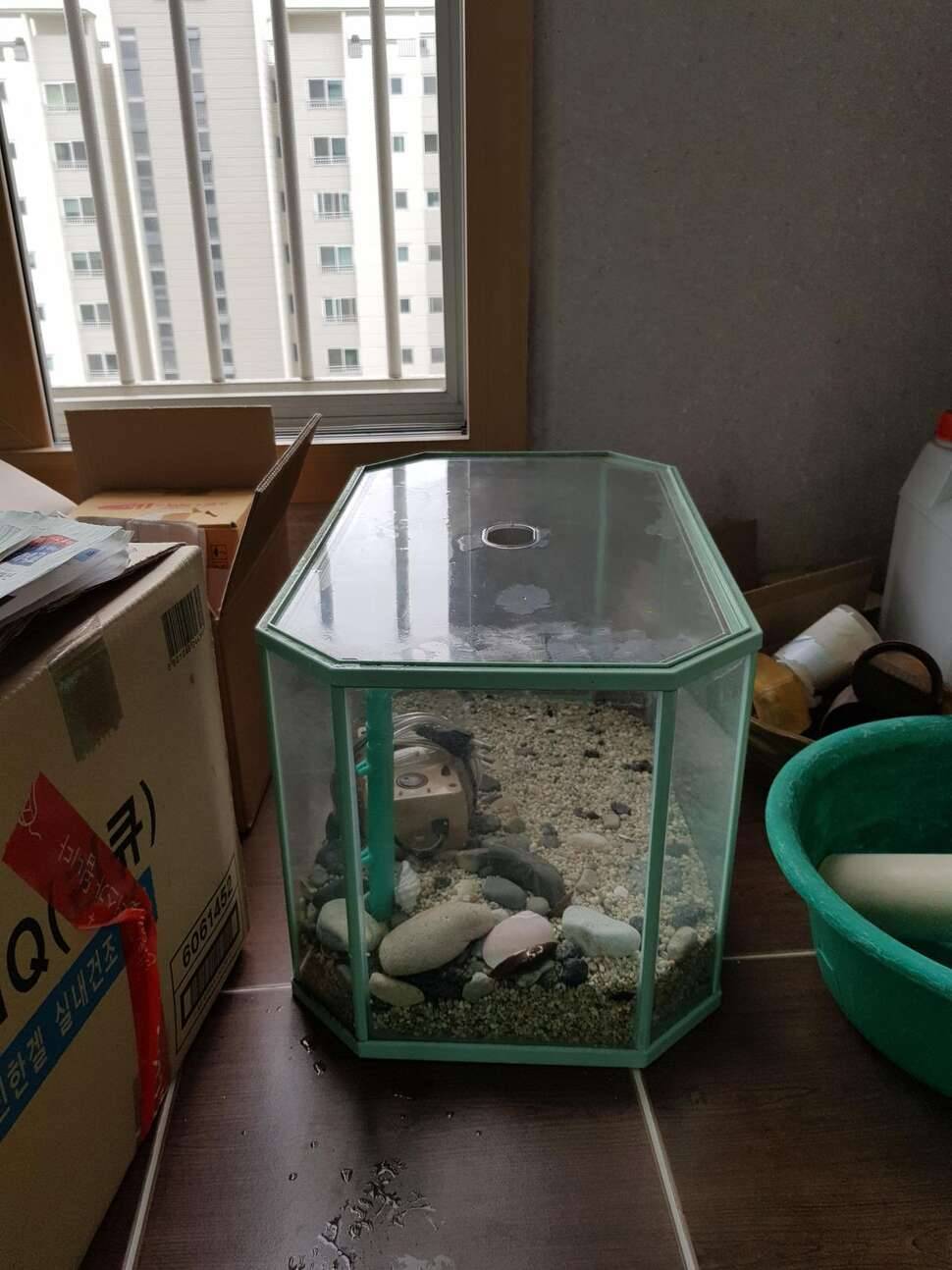 대구 서구 작은 어항 무료 분양 (중고장터 - 비낚시용품)