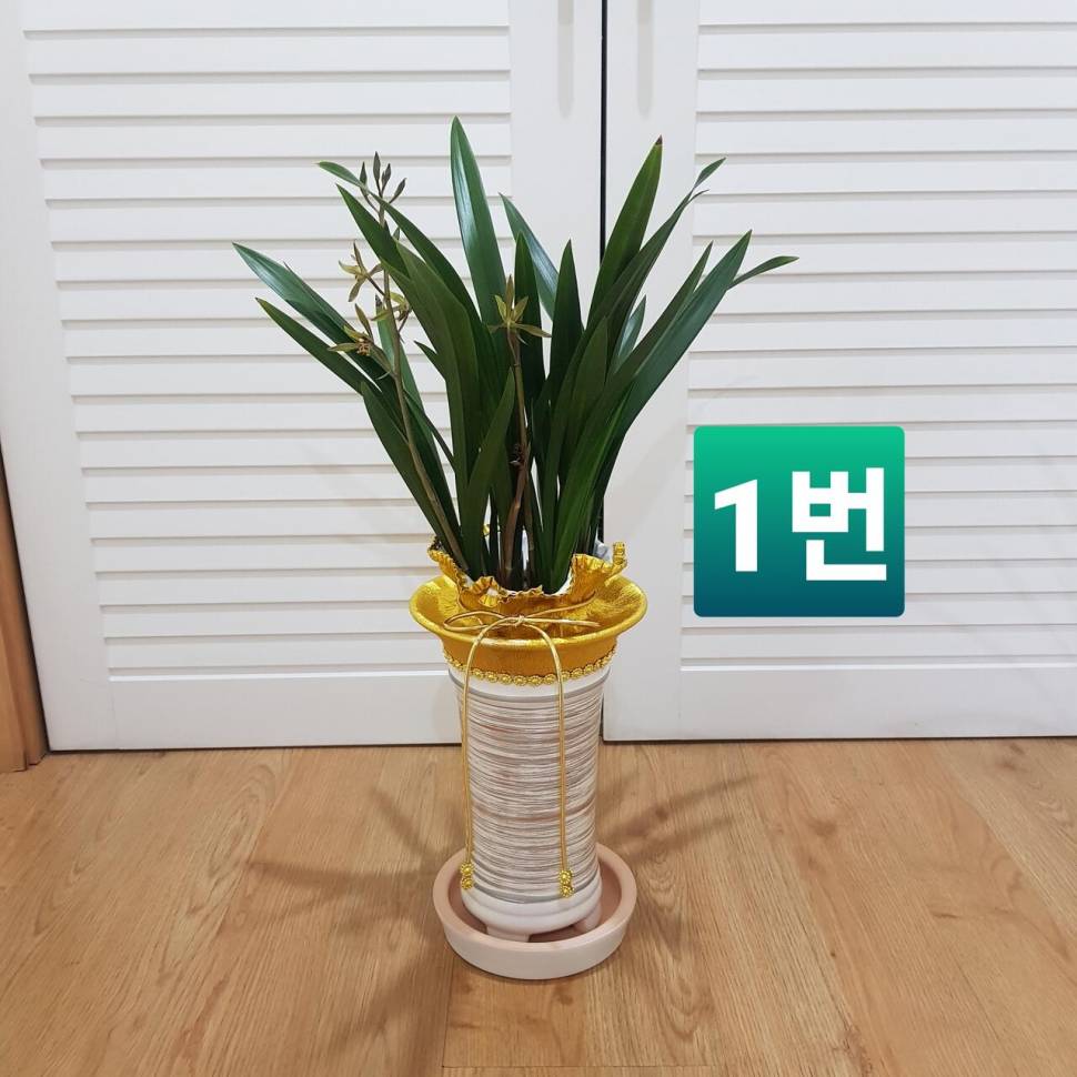 난 화분 대구 직거래 (중고장터 - 비낚시용품)