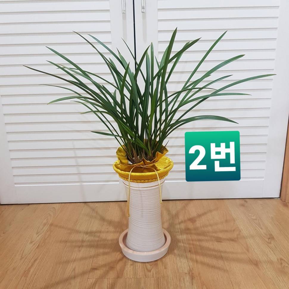 난 화분 대구 직거래 (중고장터 - 비낚시용품)