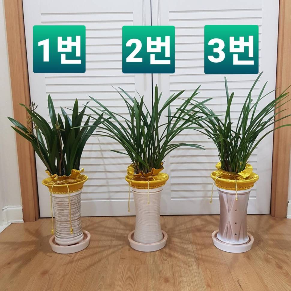 난 화분 대구 직거래 (중고장터 - 비낚시용품)