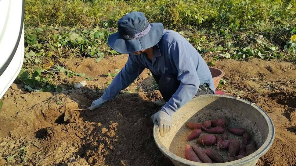 고구마 팝니다 (중고장터 - 비낚시용품)