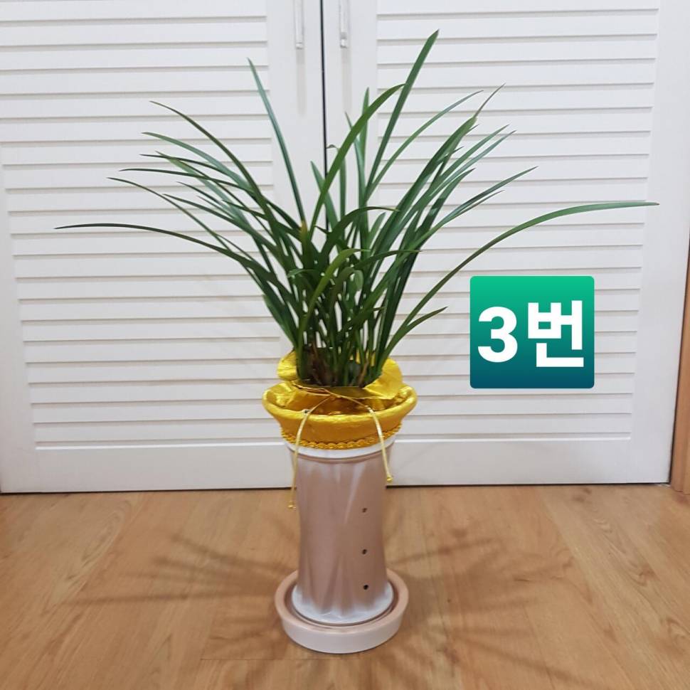 난 화분 대구 직거래 (중고장터 - 비낚시용품)