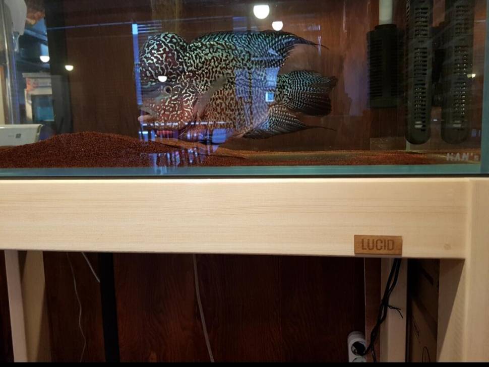 3자 올디아망 상면여과 수조 분양합니다 (중고장터 - 비낚시용품)