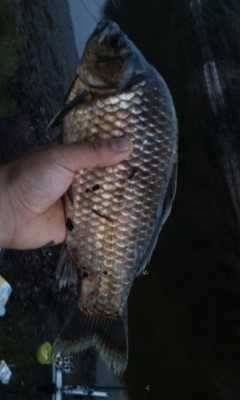 올 첫 월척이요 (조황조행기 - 월척컵토종붕어챔피언십)