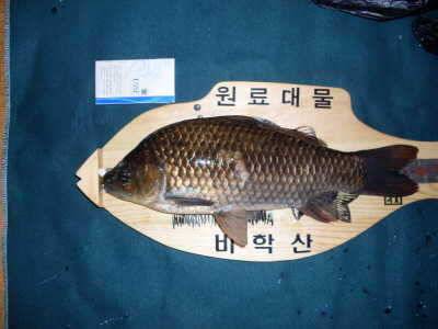 올해 5마리째가 4짜네요 (조황조행기 - 월척컵토종붕어챔피언십)