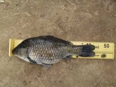 월척 44cm (조황조행기 - 월척컵토종붕어챔피언십)
