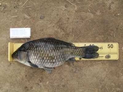 월척 44cm (조황조행기 - 월척컵토종붕어챔피언십)