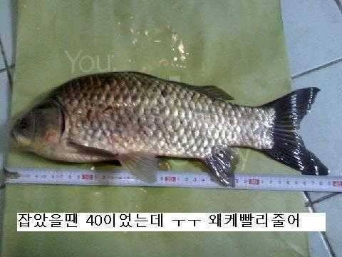 옥내림 3일만에 월척 2수 했습니다 (조황조행기 - 월척컵토종붕어챔피언십)