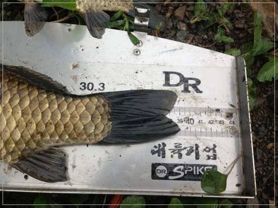내생에 최고 기록4짜에 1cm 모자라네요 (조황조행기 - 월척컵토종붕어챔피언십)
