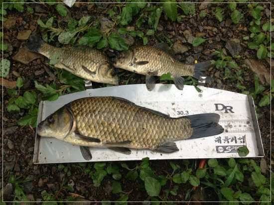 내생에 최고 기록4짜에 1cm 모자라네요 (조황조행기 - 월척컵토종붕어챔피언십)