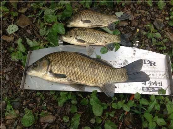 내생에 최고 기록4짜에 1cm 모자라네요 (조황조행기 - 월척컵토종붕어챔피언십)