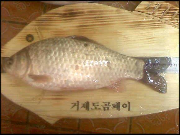 봄을 알리는 거제도 (조황조행기 - 월척컵토종붕어챔피언십)