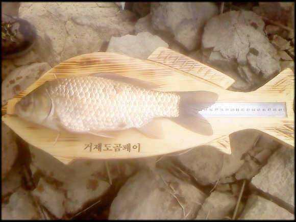 아름다운 우리섬 거제도 (조황조행기 - 월척컵토종붕어챔피언십)