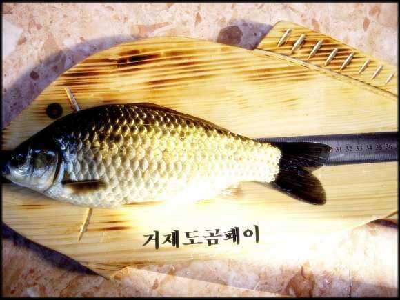 한마리만 (조황조행기 - 월척컵토종붕어챔피언십)