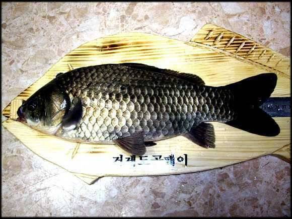 섬 붕어 거제도 (조황조행기 - 월척컵토종붕어챔피언십)