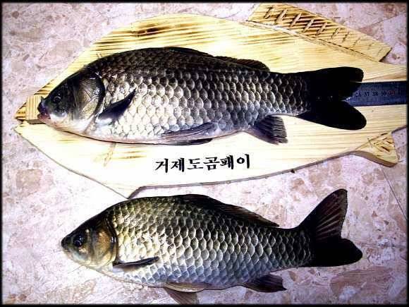 섬 붕어 거제도 (조황조행기 - 월척컵토종붕어챔피언십)