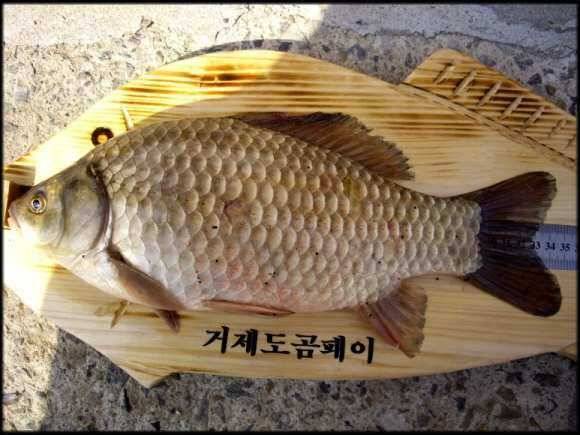 아름다운섬 거제도 소식 (조황조행기 - 월척컵토종붕어챔피언십)