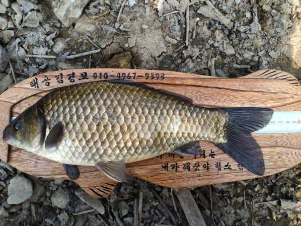 14년 12호 워리 (조황조행기 - 월척컵토종붕어챔피언십)