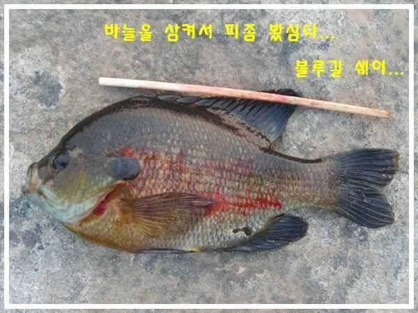 무진장 더운날에 (조황조행기 - 월척컵토종붕어챔피언십)
