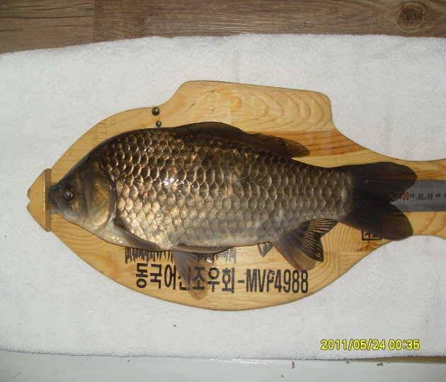 낚시입문 4년만의 쾌거 첫4짜 (조황조행기 - 월척컵토종붕어챔피언십)