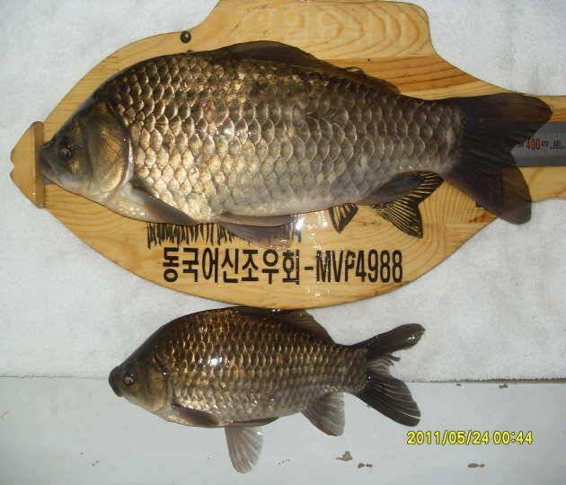 낚시입문 4년만의 쾌거 첫4짜 (조황조행기 - 월척컵토종붕어챔피언십)