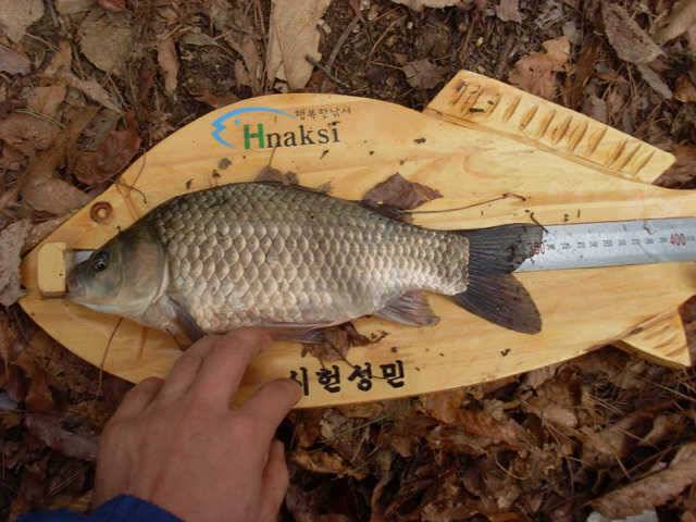 올 첫 월척이 턱걸이네요 (조황조행기 - 월척컵토종붕어챔피언십)