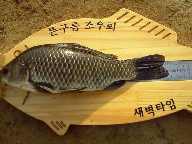 2호월 (조황조행기 - 월척컵토종붕어챔피언십)
