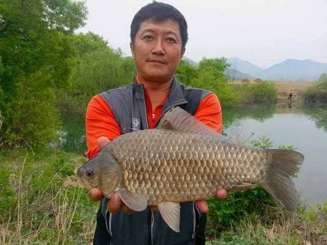 첫4짜 갈평지 (조황조행기 - 월척컵토종붕어챔피언십)