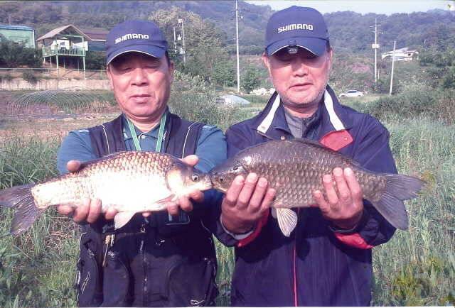 회원들 4짜 조황 (조황조행기 - 월척컵토종붕어챔피언십)