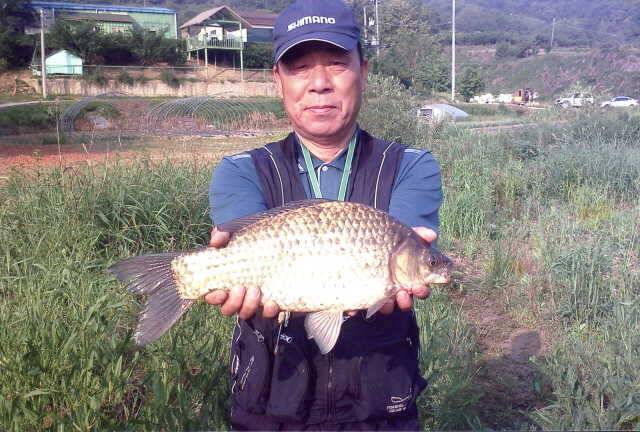 회원들 4짜 조황 (조황조행기 - 월척컵토종붕어챔피언십)